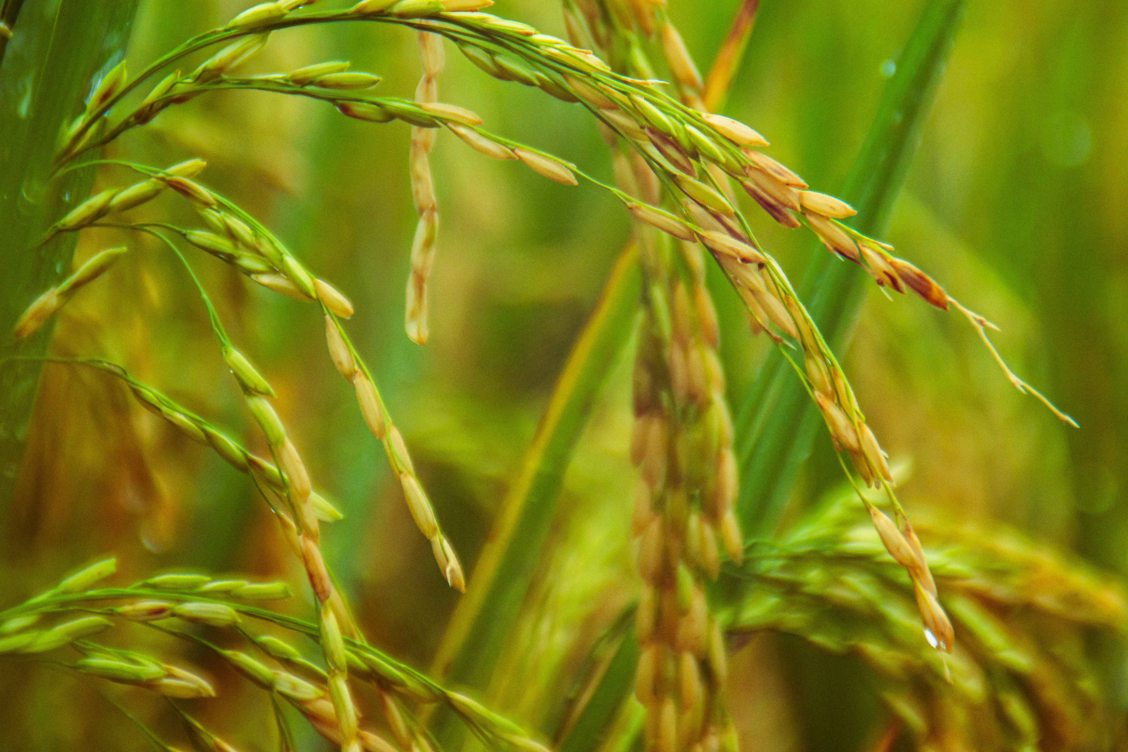 Riz d'Or